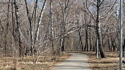 В Калининском районе Челябинска снесут почти 900 аварийных деревьев