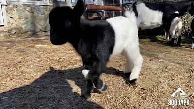 В Челябинском зоопарке сняли на видео козлят