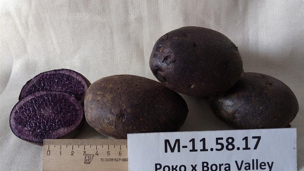 Уральские ученые вывели картофель, подавляющий рост опухолей