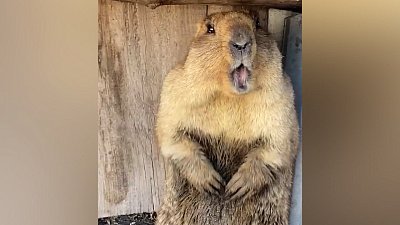 Сурок забрался во двор частного дома в Челябинской области
