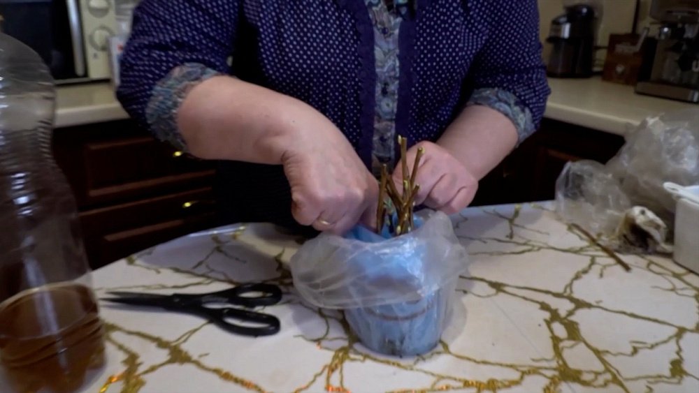 Не покупайте смородину — начеренкуйте нужный сорт! — в рубрике «Руки садовода»