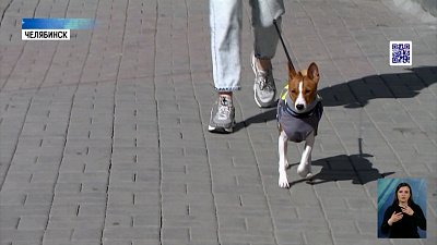 37% россяин покупают одежду для животных