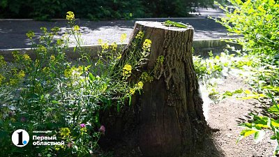 Мэрия Челябинска объяснила вырубку тополей у театра ЧТЗ на проспекте Ленина