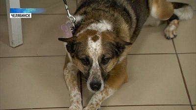 Жители России любят наряжать домашних животных