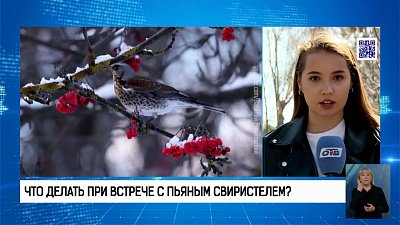 В Копейске находят пьяных свиристелей 