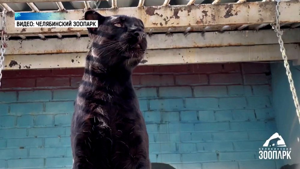 Большие кошки обживают свои летние вольеры