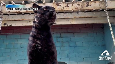 Большие кошки обживают свои летние вольеры