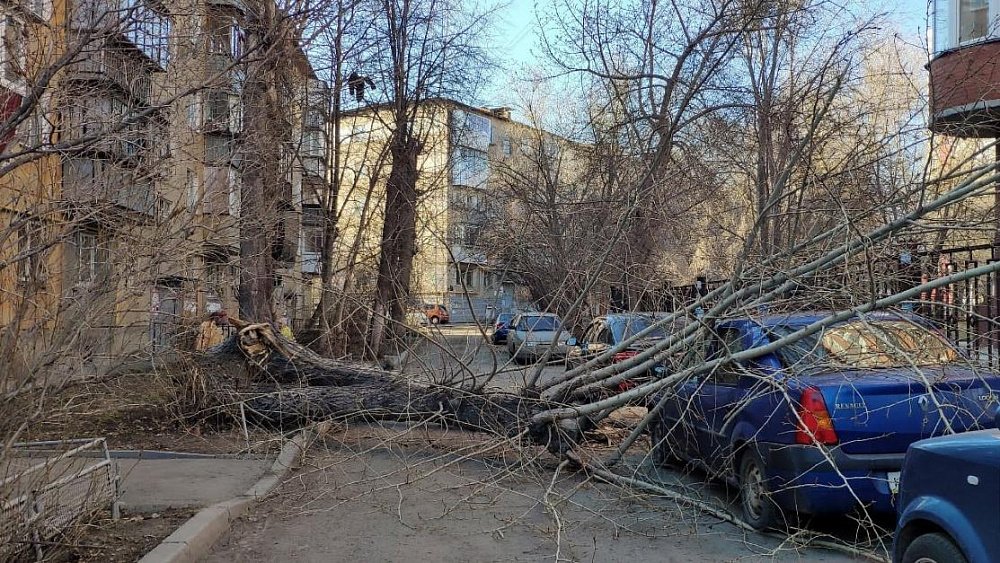 В Челябинске на иномарку упало дерево