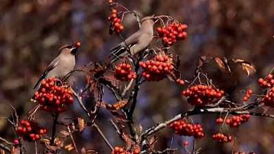 Что делать, если вы наткнулись на пьяную птицу?