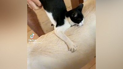 Мех и смех: мощный укус, необычный питомец и игнорирование спорта