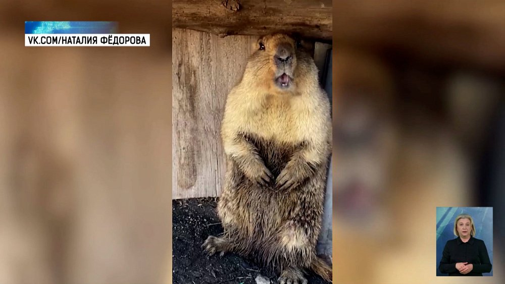 В селе Париж в гости к людям пришел сурок 