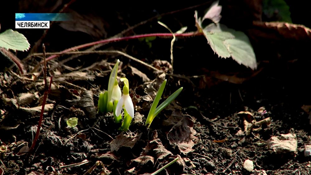 В ботаническом саду ЧелГУ расцвели подснежники
