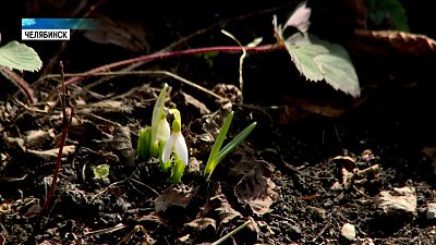 В ботаническом саду ЧелГУ расцвели подснежники