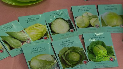 Зеленая передача. Как правильно выбрать семена капусты?