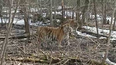 Тигры Жорик и Гектор, спасенные челябинским зоозащитником, подружились