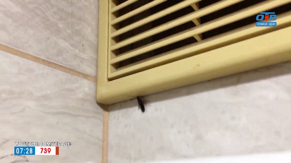 Специалист делает дезинсекцию в сюжете «Как избавиться от тараканов?»