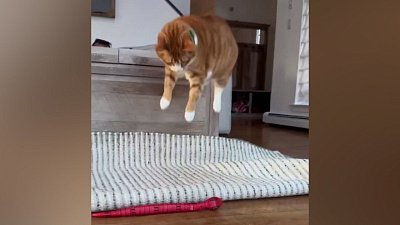 Мех и смех: поющие коты и красивый прыжок