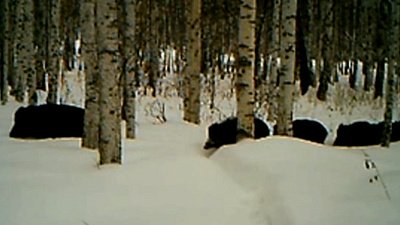Самка и кабанята в Ильменском заповеднике попали на видео
