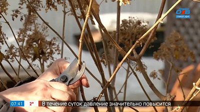 Весенняя обрезка гортензий. Не так сложно, как кажется — в рубрике «Руки садовода»