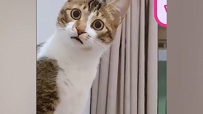 Мех и смех: поцелуй, удивление и когтеточка