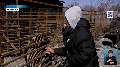 Россияне стали чаще забирать животных с улиц