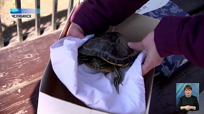 Выловленную из Миасса черепаху спасли