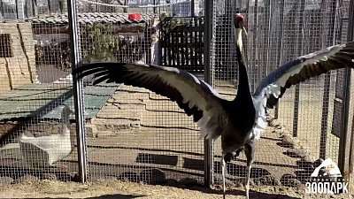 В Челябинском зоопарке теплолюбивые птицы перебираются в уличные вольеры