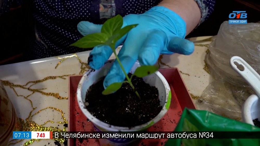 Правила пикировки рассады в рубрике «Руки садовода»