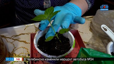 Правила пикировки рассады в рубрике «Руки садовода»