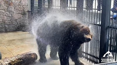 В Челябинском зоопарке медведь Малыш захотел искупаться