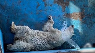 Медведи из зоопарка принимают водные процедуры