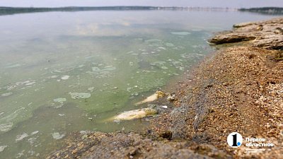 Ученые ЧелГУ помогут восстановить экосистему Шершневского водохранилища