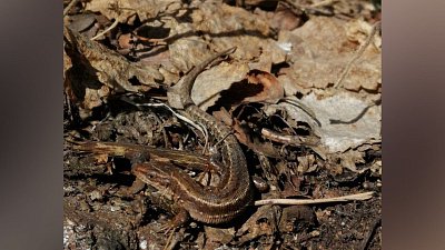 В нацпарке «Таганай» ящерица выбралась погреться на солнце