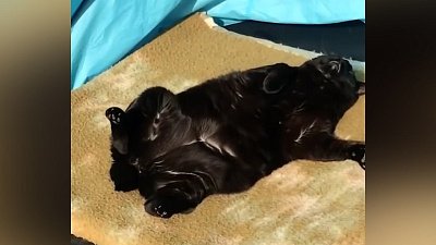 Мех и смех: телепортация, солнечные ванны и подкоп