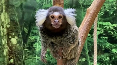 В Челябинском зоопарке приматы разглядывают сотрудников