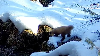 В нацпарке «Зюраткуль» охота куницы попала на видео
