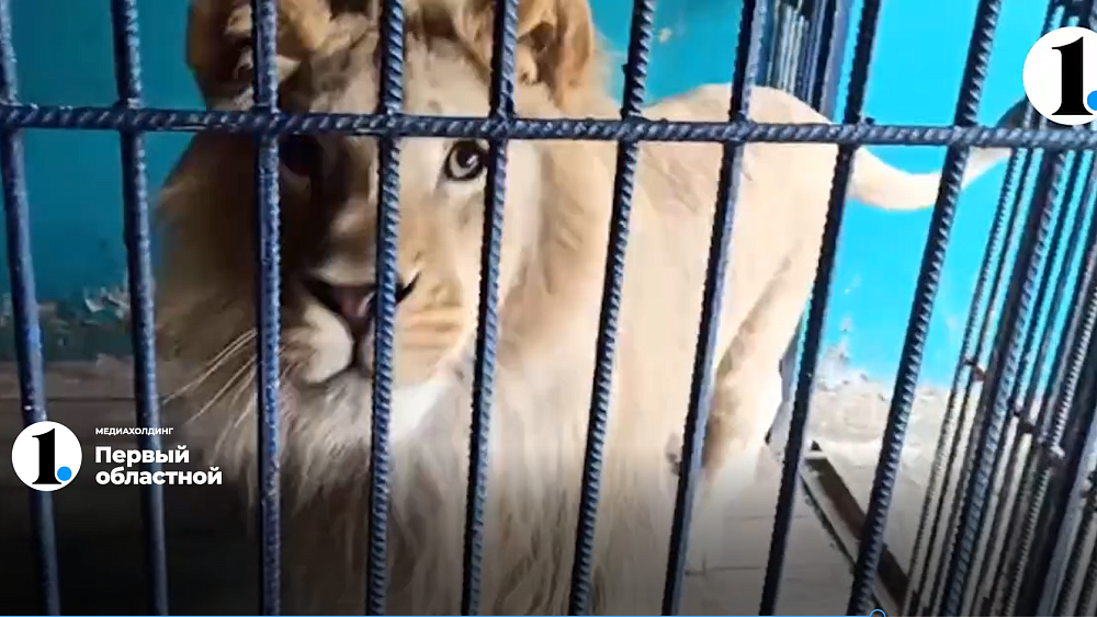 Симба в клетке. Ева в клетке. Что происходит с челябинскими питомцами в Танзании?