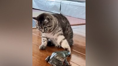 Мех и смех: проникновение, сигнальная лягушка и маленький хулиган