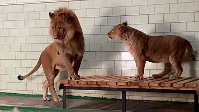 В Челябинском зоопарке львы охотятся друг на друга