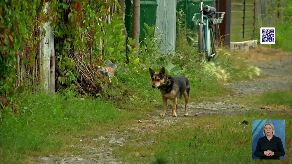 Общественники обсудили проблему дворняжек