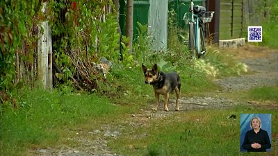 Общественники обсудили проблему дворняжек