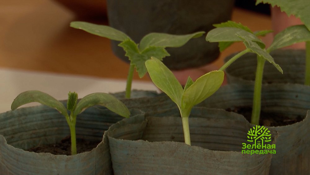 Рассказываем, как правильно подготовить теплицу к сезону в программе «Зеленая передача»