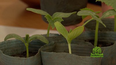 Рассказываем, как правильно подготовить теплицу к сезону в программе «Зеленая передача»