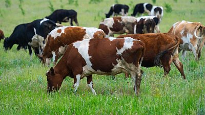 В Челябинской области зафиксировали спад в животноводстве