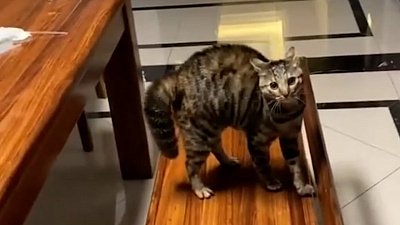 Мех и смех: усталость, неуловимый хвост и агрессивный прыжок