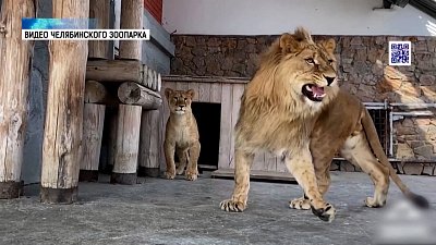 Север-Алай и Киара нашли общий язык