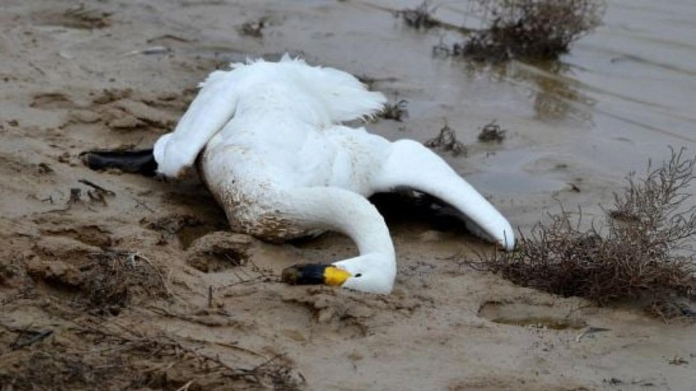 Прокуратура начала проверку информации о гибели лебедей в Челябинской области