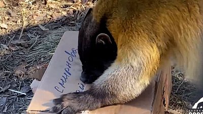 В Челябинском зоопарке харза Принц активно играет на свежем воздухе