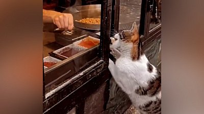 Мех и смех: угощение, эпичное падение и требование еды