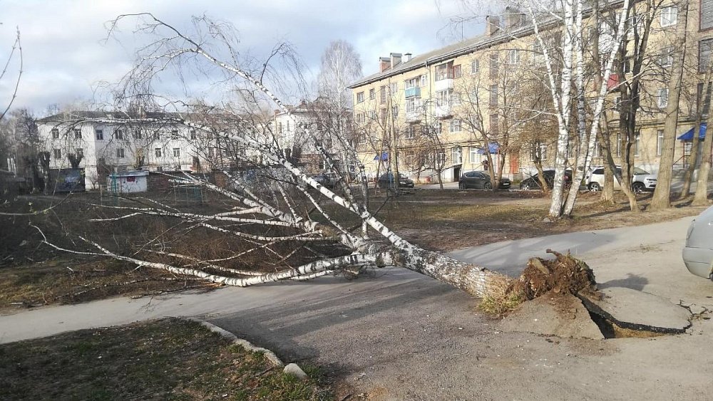 В Челябинской области от сильного ветра дерево упало на голову местной жительницы